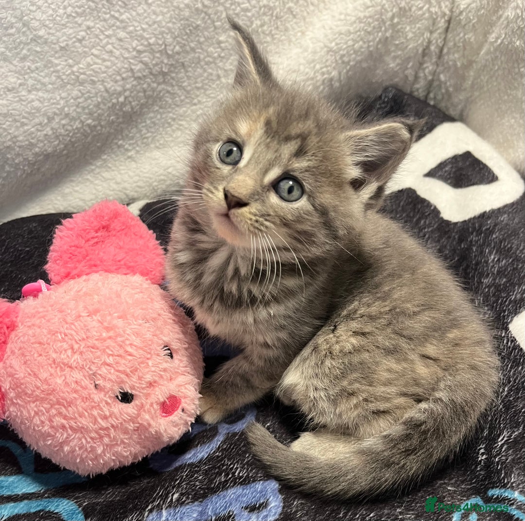 Maine Coon cats for sale: Stunning Half Maine coon kittens  - Image 11