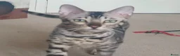 Bengal cats for sale: Retired breeding adults req. purrever pet homes 🐆 in Scunthorpe - Advert 6