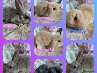 Mini Lop rabbits Mini lop & mini rex babies available - Advert 4