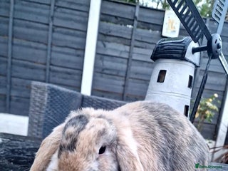 Mixed Breed rabbits - Advert 13