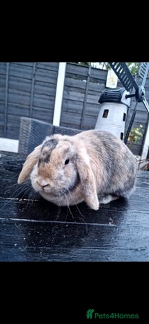 Mixed Breed rabbits Rabbit free to good home - Advert 19