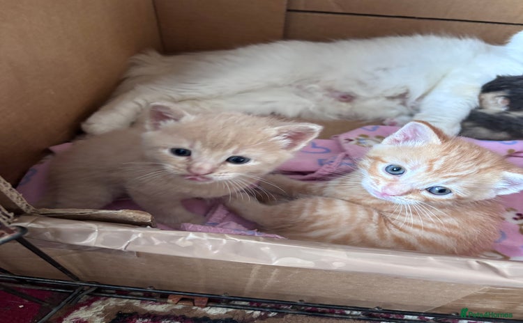 Bengal cats - Advert 1