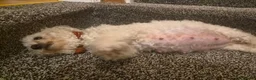 Bichon Frise dogs for sale: GORGEOUS BICHON FRISE - 🩷 3 girls  - Advert 33