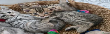 Bengal Kitten 2