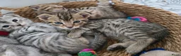 Bengal cats for sale: Beautiful Snow Bengal X Scottish Fold Kittens - Advert 8