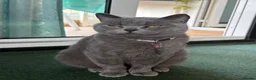 British Shorthair cats for sale: Ghost  - Advert 6