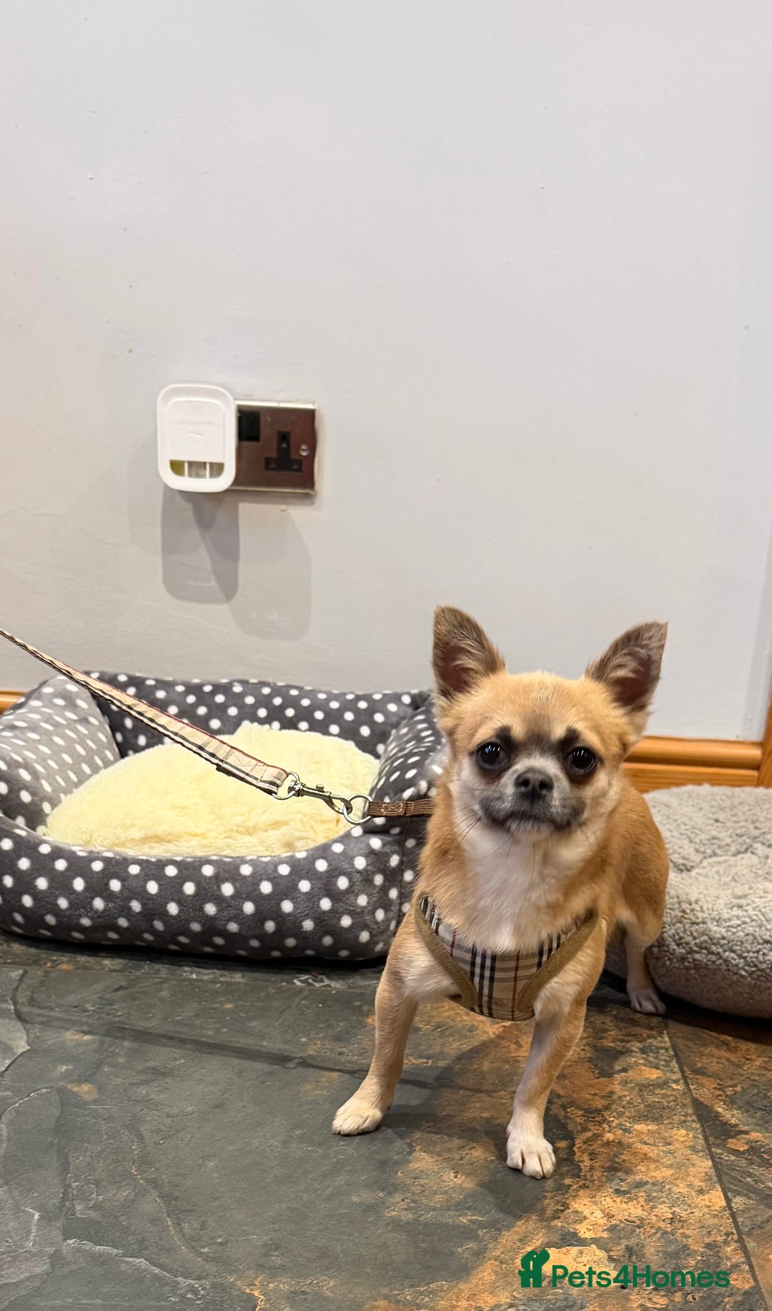 Chihuahua dogs for sale: Beautiful Male chihuahua  - Advert 2