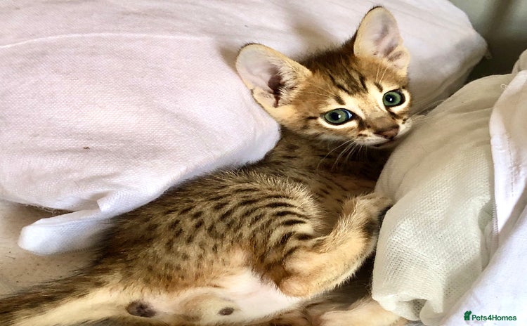Savannah cats - Advert 13