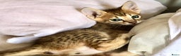 Savannah cats for sale: Beautiful full pedigree savannah kittens  - Advert 23