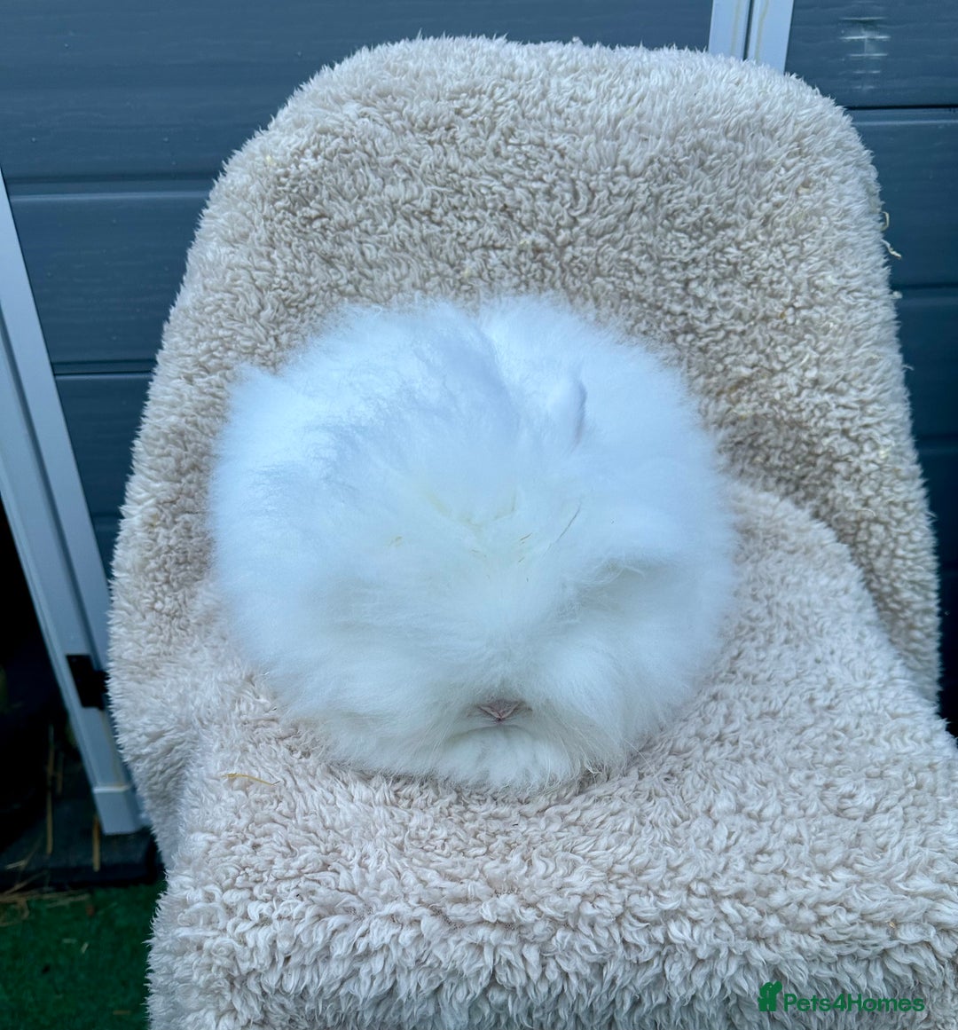 Lionhead rabbits for sale: Lionhead Bunny- Boys  - Advert 3