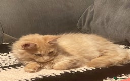Maine Coon cats for sale: 💖 Maine Coon Kitten Boy Looking for a new home  - Image 4