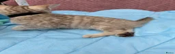 Bengal cats for sale: Snow Mink & Lynx 🩷💙 Pedigree TICA Bengal Kittens - Advert 22