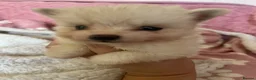 Pomsky dogs for sale: Pomsky Puppies (3) - Advert 18