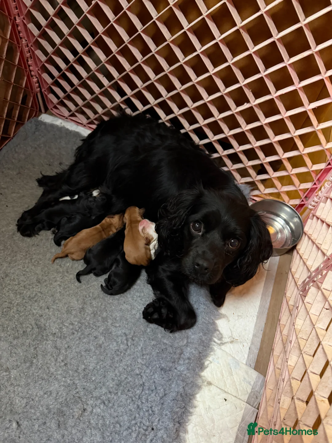 Cockalier dogs for sale: Stunning Cockalier Puppies for Sale - Advert 2