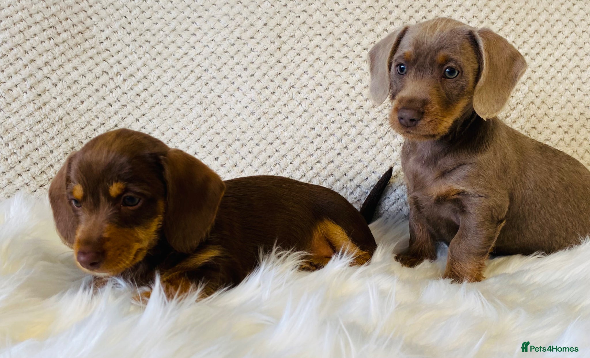 Miniature Dachshund dogs Miniture Dachshund Pups - Advert 16