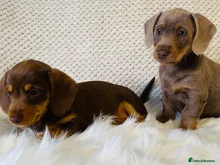 Miniature Dachshund dogs Miniture Dachshund Pups - Advert 13