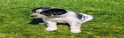 Border Collie dogs for sale: Gorgeous Border Collie puppies  - Advert 17