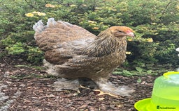 Chickens poultry for sale: 4 x pure breed large fowl - Advert 4