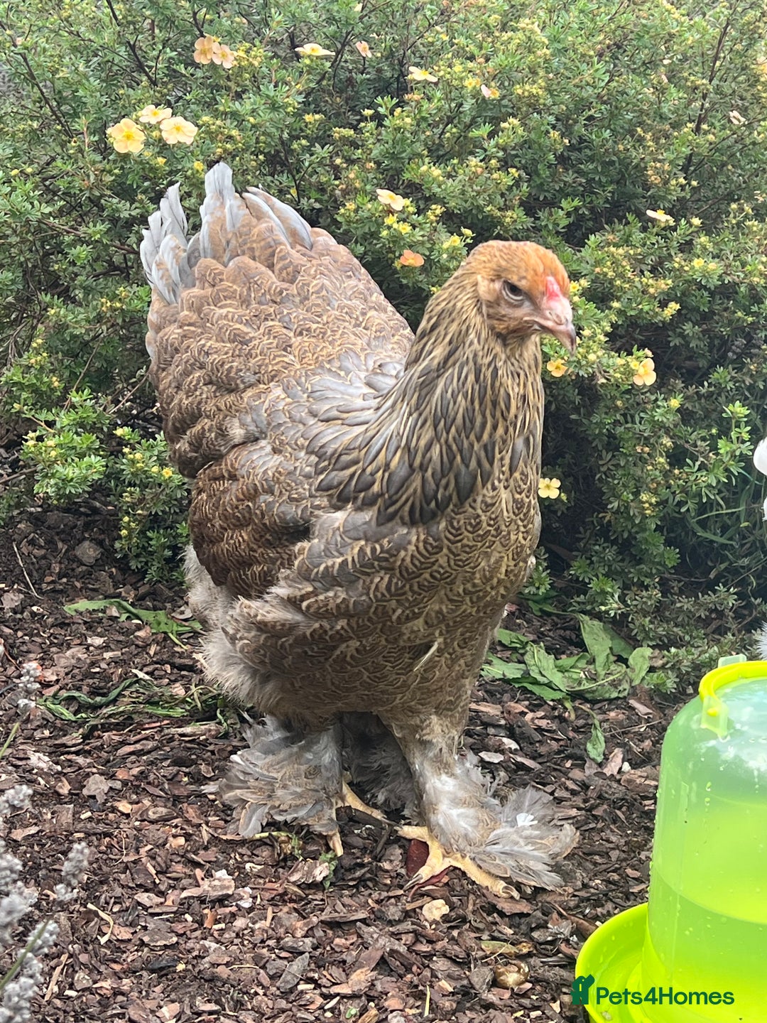 Chickens poultry for sale: 4 x pure breed large fowl - Advert 4