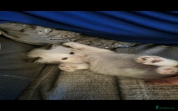 Ragdoll cats for sale: Ragdoll kittens  - Image 2