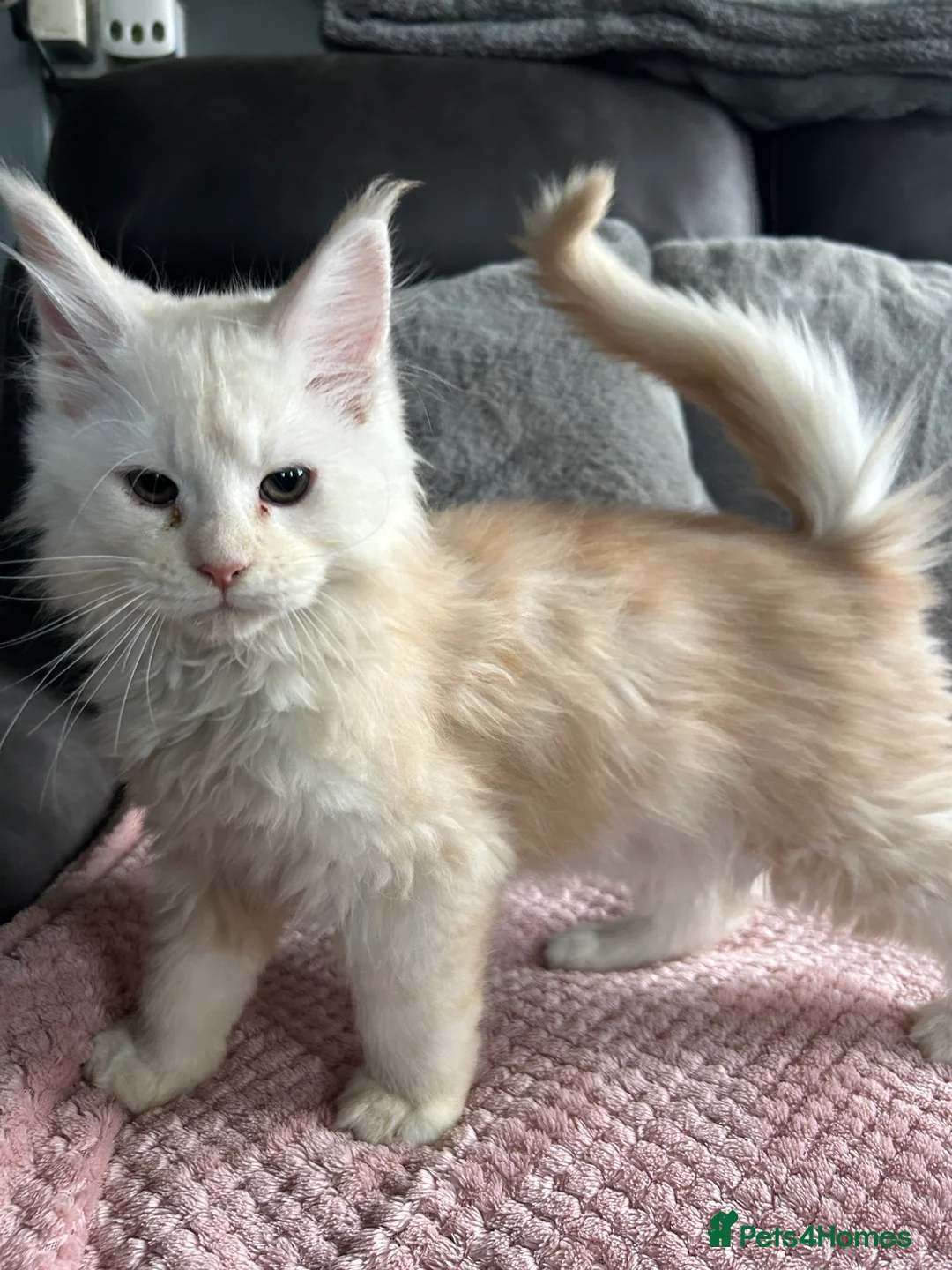 Maine Coon cats for sale: Tica registered male kittens  - Advert 7
