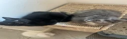 Turkish Angora cats for sale: 5 kittens for sale - Advert 3