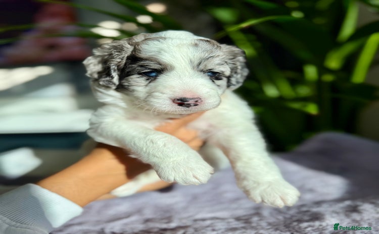 Bernedoodle dogs - Advert 1