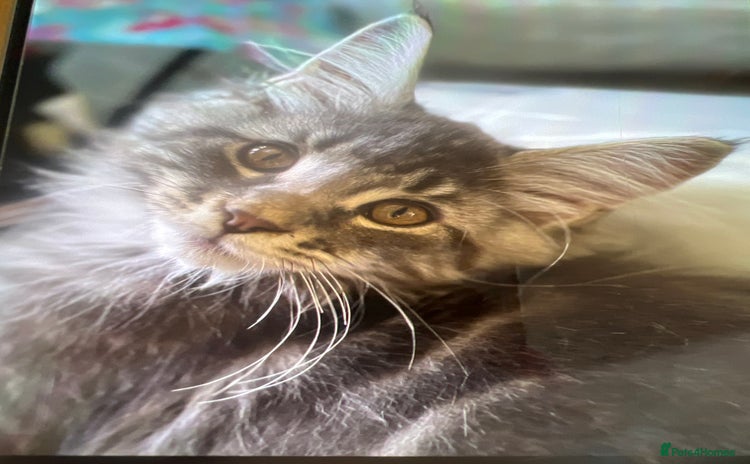 Maine Coon cats - Advert 10