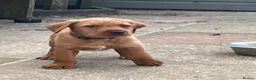 Mixed Breed dogs for sale: ALL REHOMED Vizslador Puppies  - Advert 24