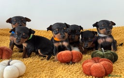 Miniature Pinscher dogs for sale: Miniature Pincher Puppies  - Image 1