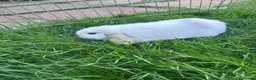 Mini Lop rabbits for sale: Gorgeous mini lop boy  in Thetford - Advert 2
