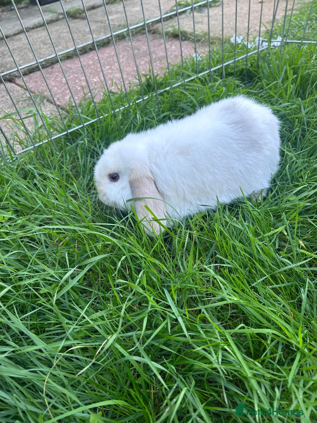 Mini Lop rabbits for sale: Gorgeous mini lop boy  in Thetford - Advert 2