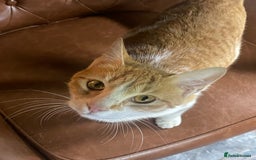 Arabian Mau cats for sale: Lively and lovable ginger girl - Image 3