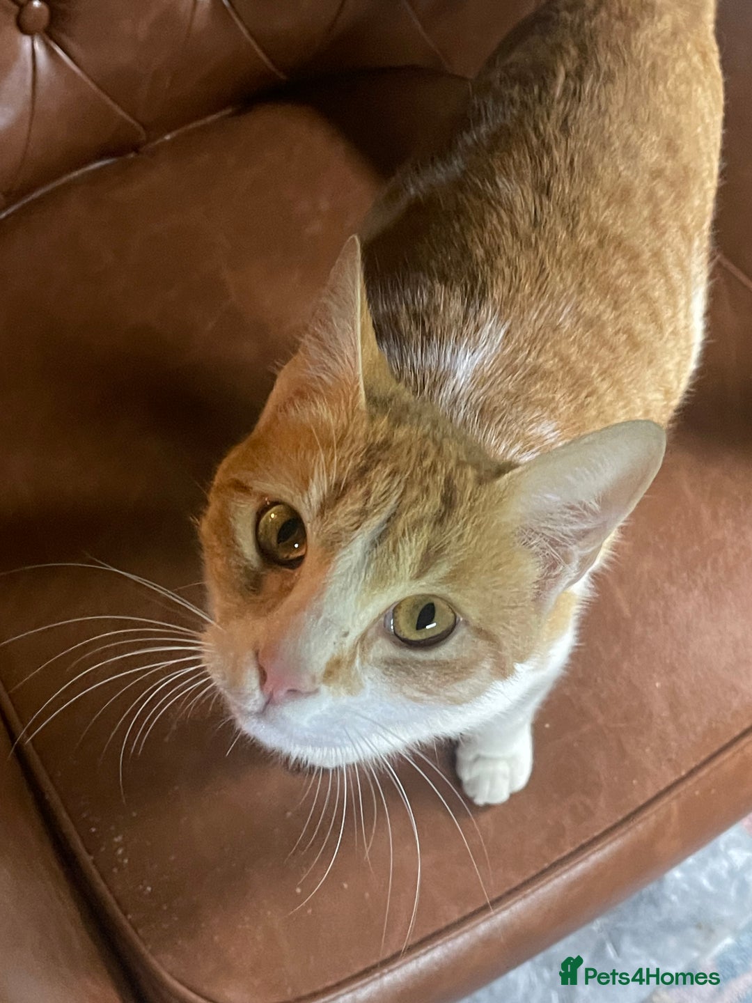 Arabian Mau cats for sale: Lively and lovable ginger girl - Image 3