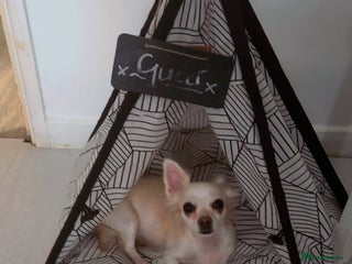 Chihuahua dogs Female chihuahua - Advert 1