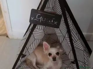 Chihuahua dogs Female chihuahua - Advert 21