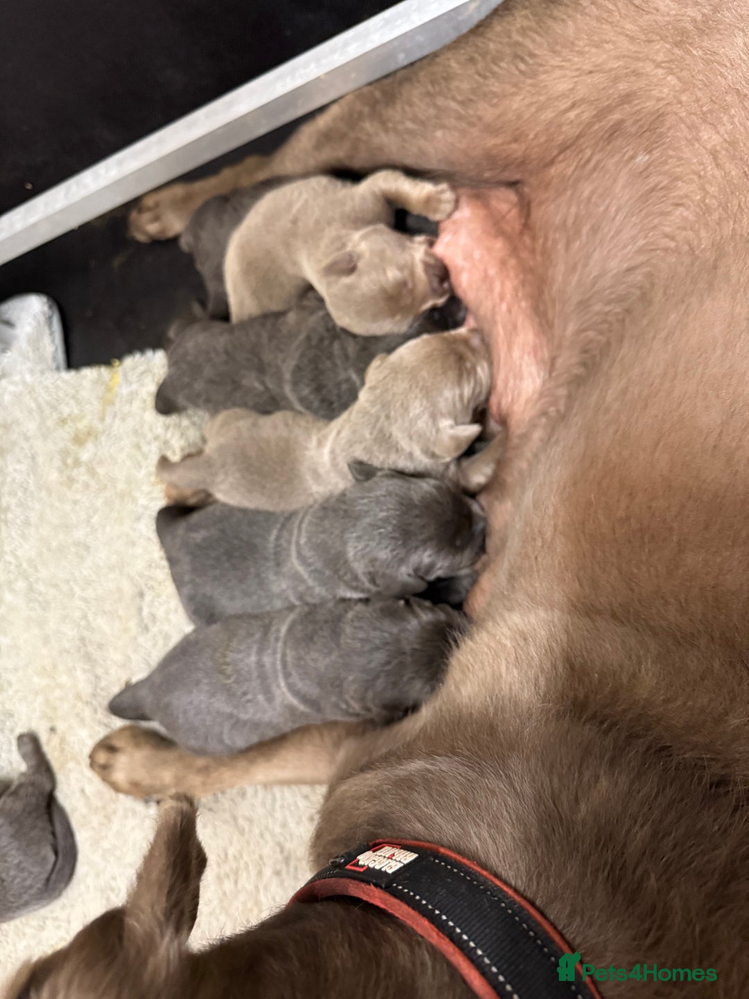 Labrador Retriever dogs for sale: Beautiful silver and charcoal labradors  - Image 19