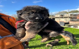 German Shepherd dogs for sale: Beautiful Litter of German Shepherd Puppies - Image 20