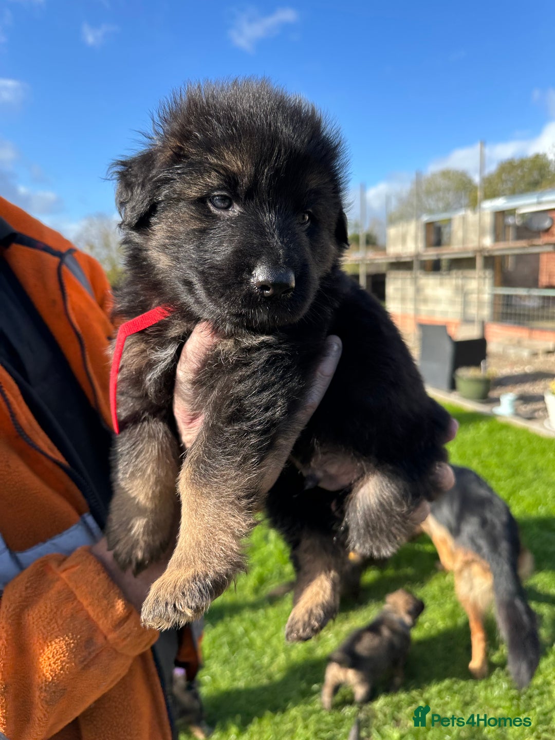 German Shepherd dogs for sale: Beautiful Litter of German Shepherd Puppies - Image 20