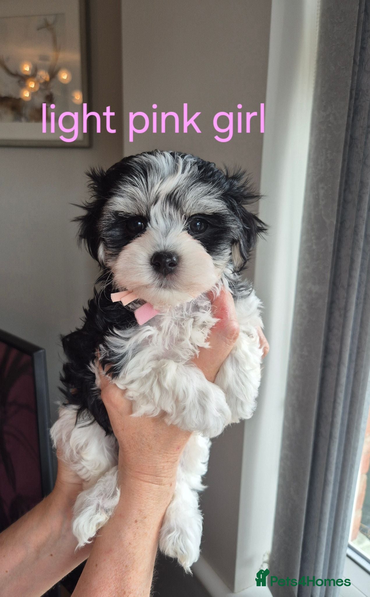 Maltese dogs Maltese/Havanese Puppies  - Advert 1