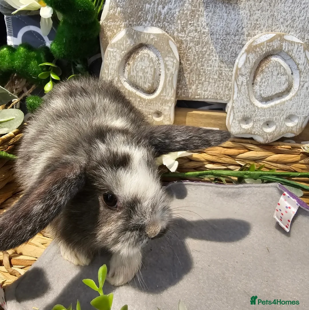 Mixed Breed rabbits for sale: Two female rabbits  - Advert 2