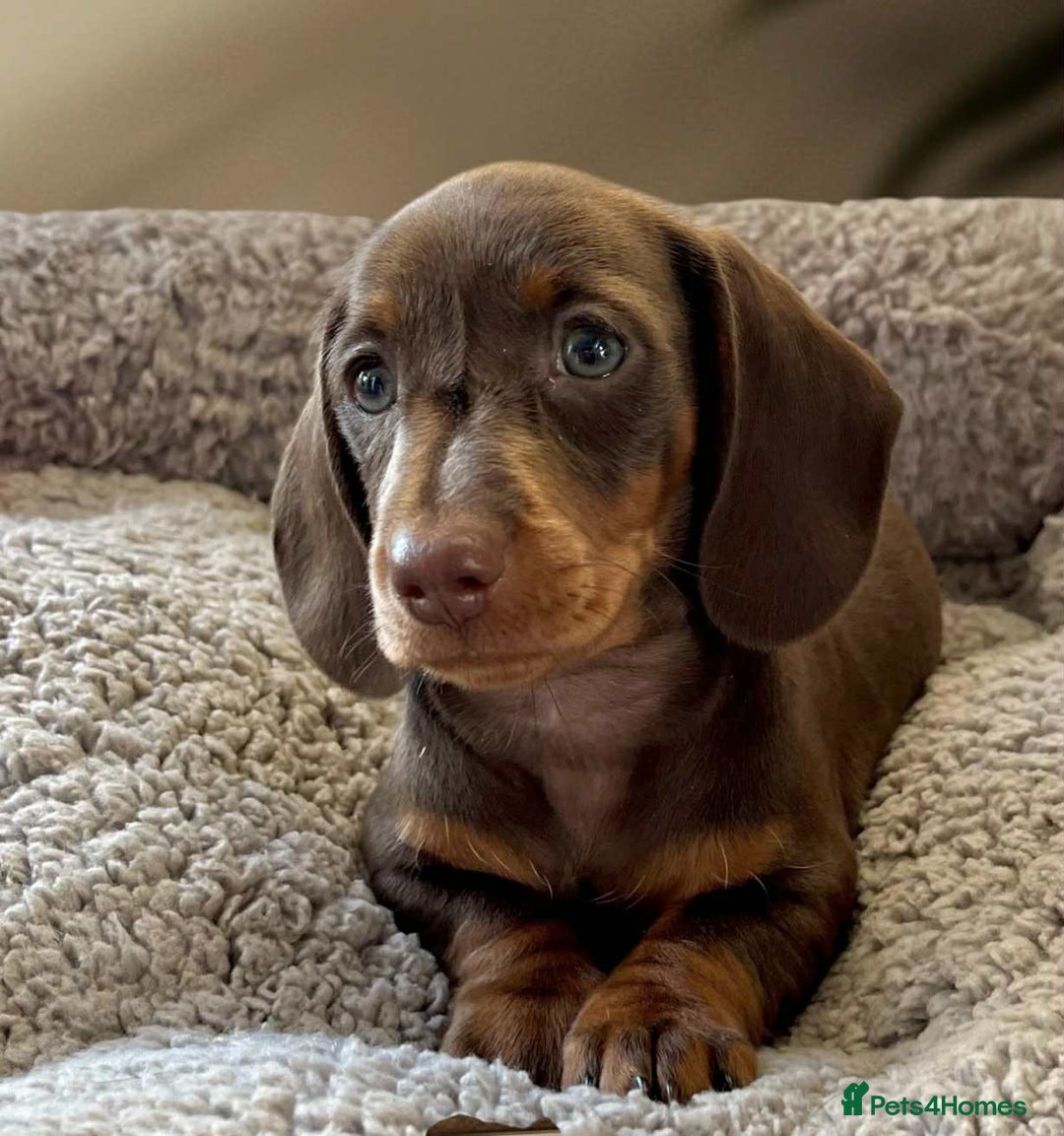 Dachshund dogs for sale: Miniature Dachshund puppies  - Advert 10