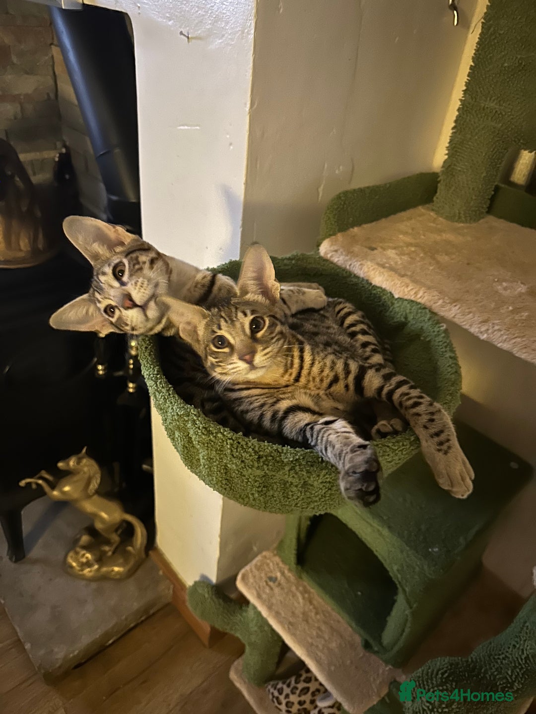 Savannah cats for sale: Savannah F4 girl kittens - Image 13