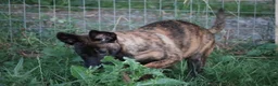 Belgian Shepherd Dog dogs for sale: Pups from world champion CHANCE - Advert 35
