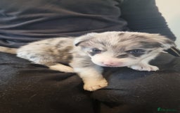 Border Collie dogs for sale: Border collie puppies with KC registered parents - Image 19