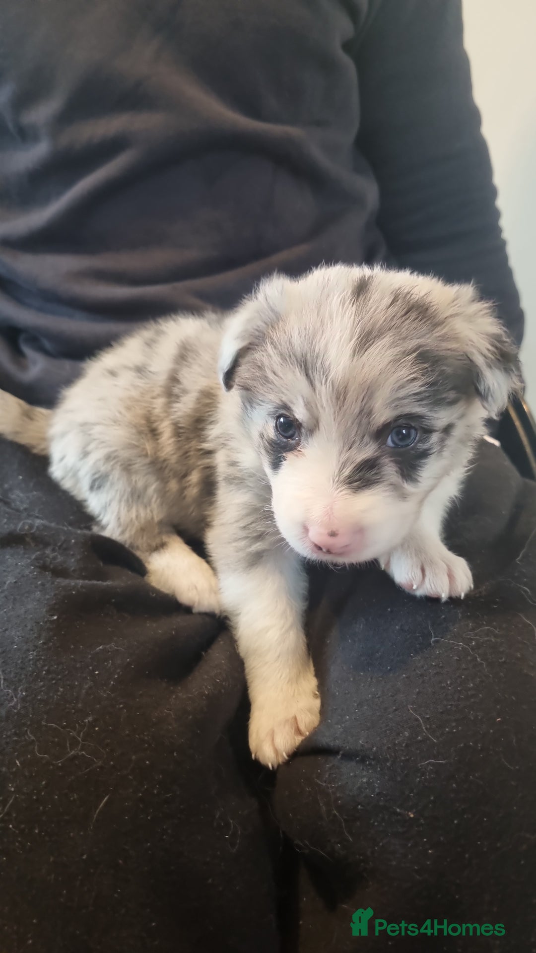 Border Collie dogs for sale: Border collie puppies with KC registered parents - Image 19