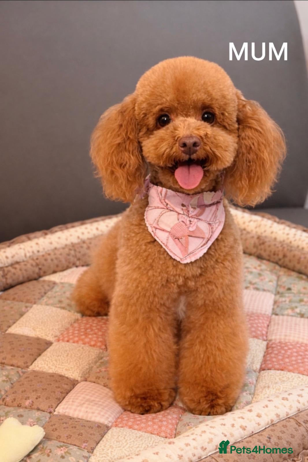 Toy Poodle dogs 🤎🐾 Gorgeous boy puppy available  🤎🐾 - Advert 12