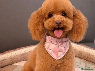 Toy Poodle dogs 🤎🐾 Gorgeous boy puppy available 🤎🐾 - Advert 12