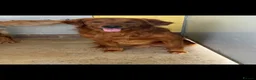 Golden Retriever dogs for sale: Outstanding litter of beautiful health tested pups - Advert 8