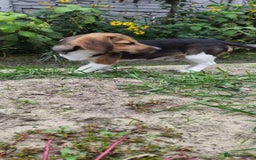 Beagle dogs for adoption: 💙🐶 ELVIS 🐶💙 - Image 14